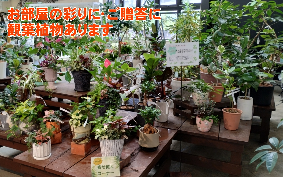 観葉植物 多肉植物