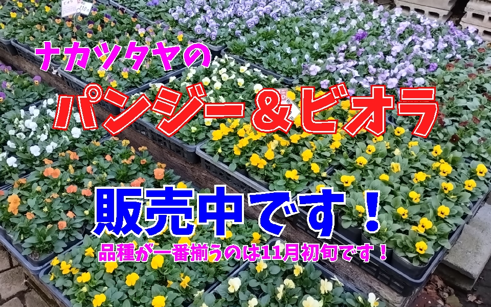 ナカツタヤ パンジー ビオラ 販売中