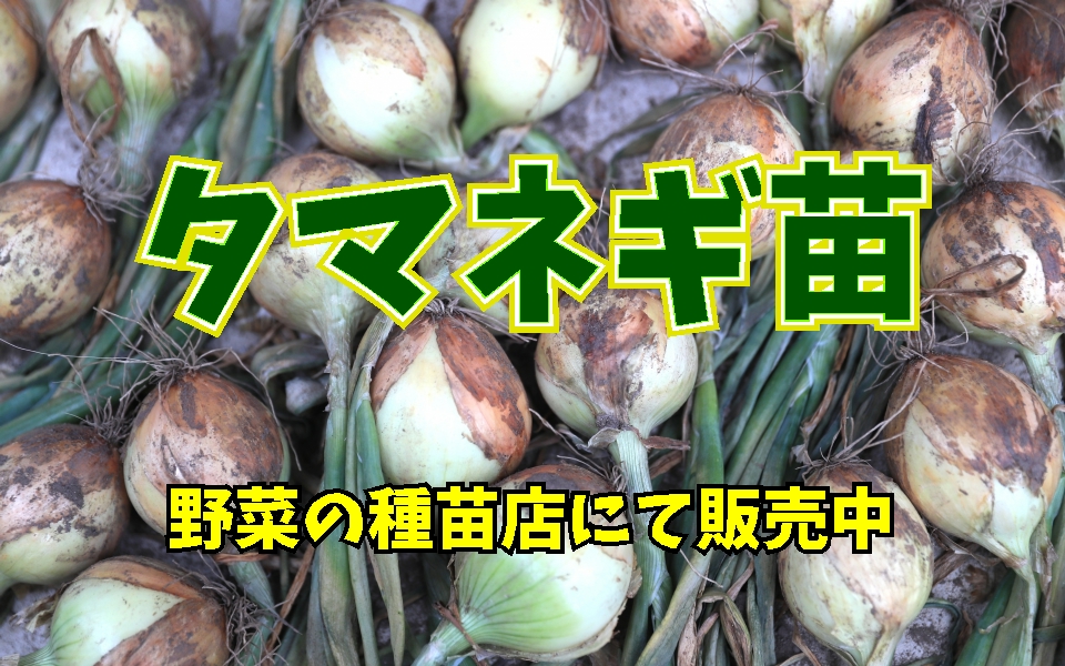 玉葱苗販売中です 信州黄金玉葱