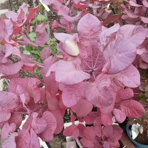スモークツリー ’オールドファッション' 紅葉