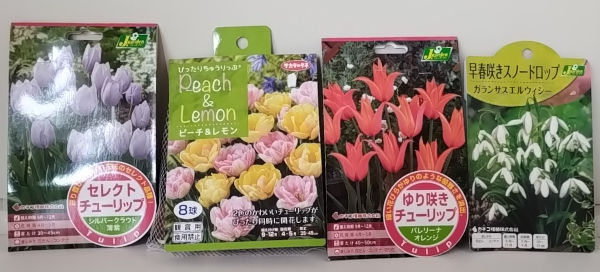 チューリップ シルバークラウド ぴったりチューリップ バレリーナ スノードロップ