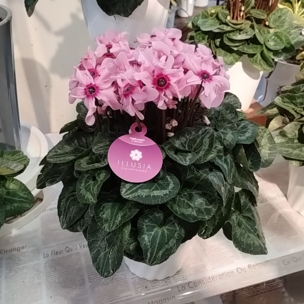 シクラメン イリュージア