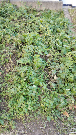 夏植えジャガイモ アイマサリ 掘り上げ前