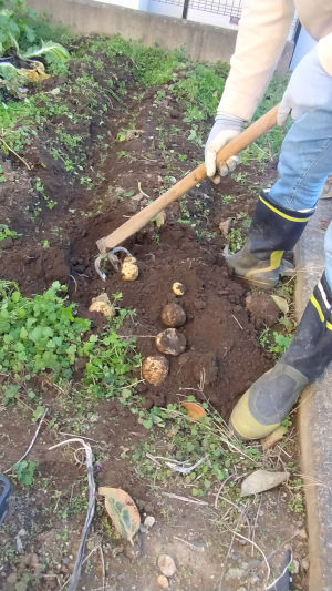 夏植えジャガイモ アイマサリ 掘り上げ作業中