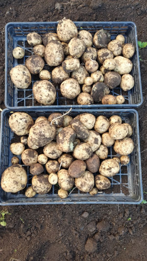 夏植えジャガイモ アイマサリ 掘り上げ後