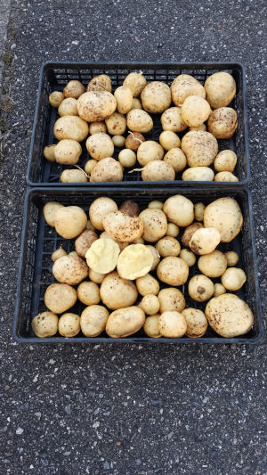 夏植えジャガイモ アイマサリ 洗った後