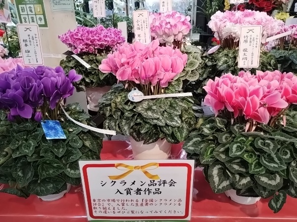 シクラメン 品評会入賞者 作品