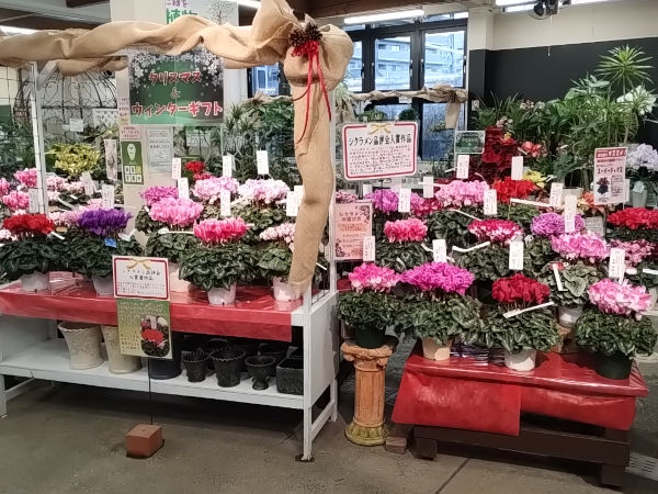 シクラメン 品評会入賞者 作品