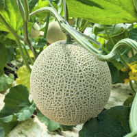 メロン