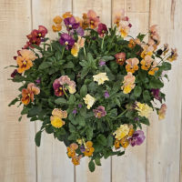 ハンギングバスケット体験講座 ビオラ