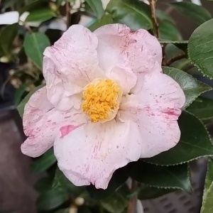 ツバキ 椿 加賀小紋