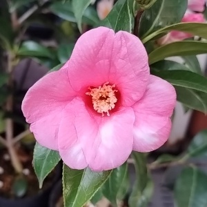 ツバキ 椿 紋侘助