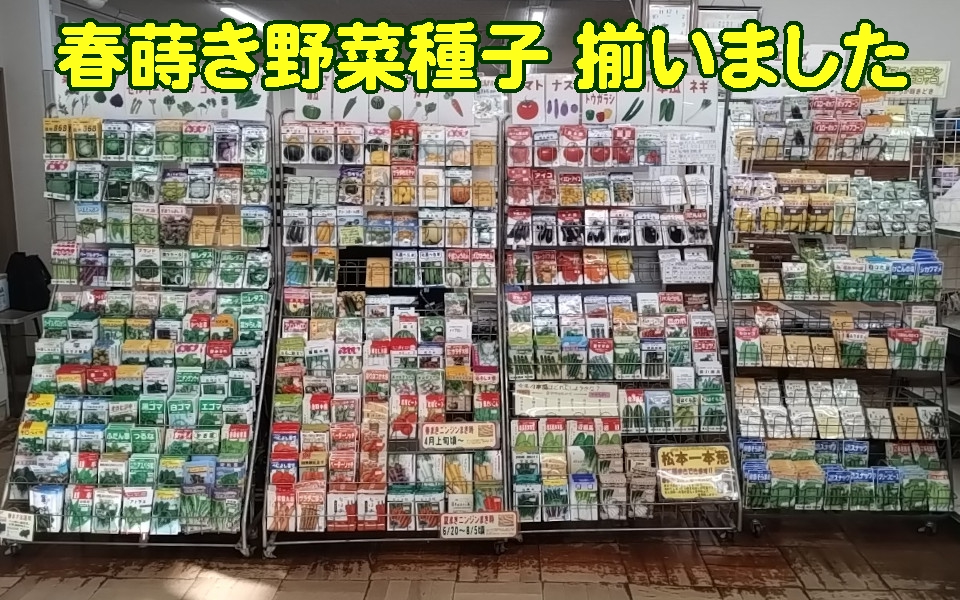 春蒔き野菜種子 揃いました