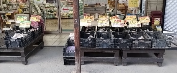 馬鈴薯 ジャガイモ 種イモ 入荷