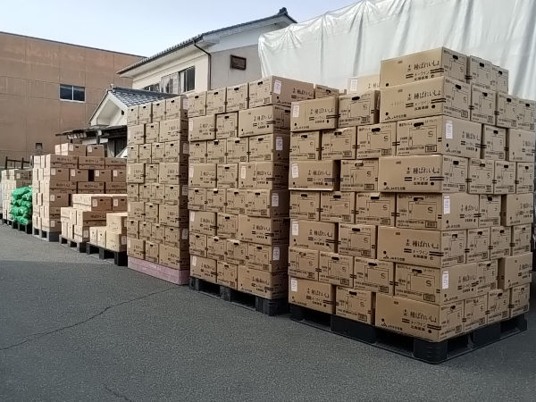 馬鈴薯 ジャガイモ 種イモ 入荷