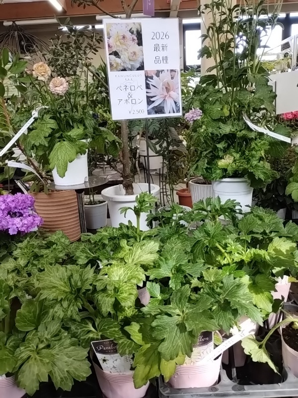 ラナンキュラス ラックス