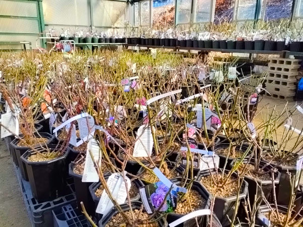 バラ大苗 2026年