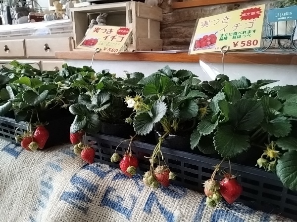 実付きイチゴ苗