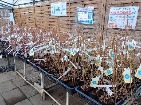 ブルーベリー ノースランド・ダロウ・エリザベス・パトリオット・ブルークロップ