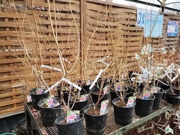 ブルーベリー 大株