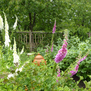 ルバーブ フォーサー ポット ガーデニング