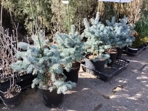 プンゲンストウヒ ホプシー