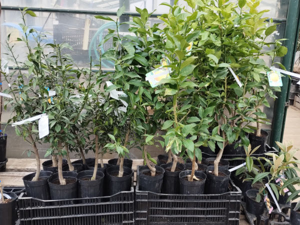 レモン リスボン ユズ 多田錦