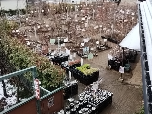 ナカツタヤ ガーデンストリート 庭木売場