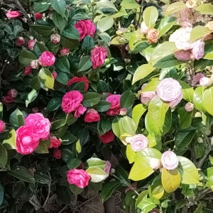 紅乙女椿と乙女椿