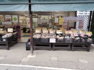 ジャガイモ 馬鈴薯 種芋 販売中