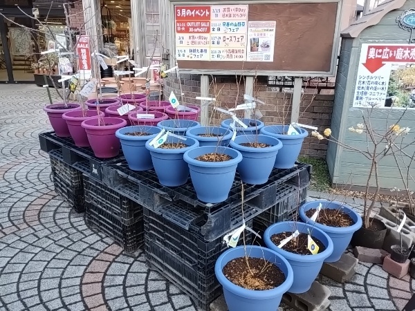 鉢植え ブルーベリー・ラズベリー・サクランボ・アーモンド