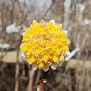 中国大輪ミツマタ