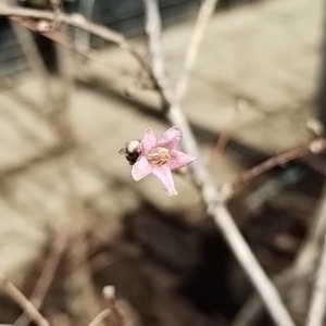 ウグイスカグラ