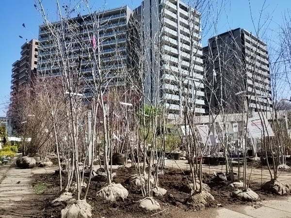 アオダモ コーナー