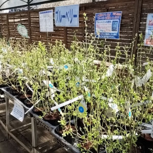 ブルーベリー コーナー