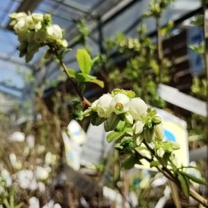 ブルーベリー花