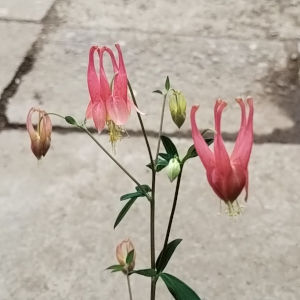 カナダオダマキ