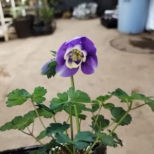 千島ルリオダマキ