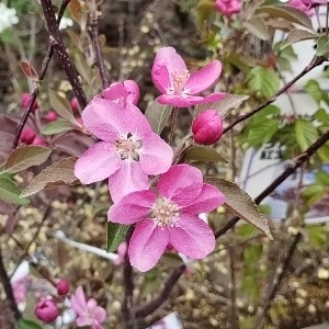 クラブアップル プロフュージョン