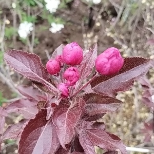 クラブアップル アメリカンビューティー