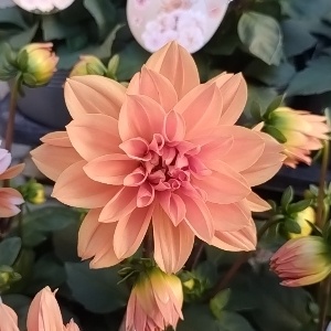 ダリア キャラメル