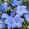 デルフィニウム チアブルー