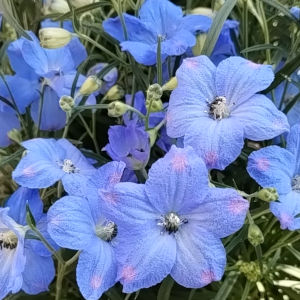 デルフィニウム チアブルー