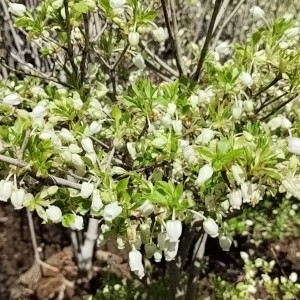 ドウダンツツジ