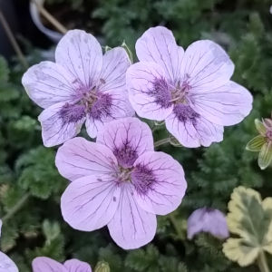 エロディウム スパニッシュアイ