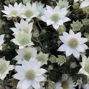 フランネルフラワー 天使のウィンク