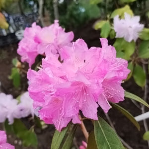 ロードデンドロン 春一番