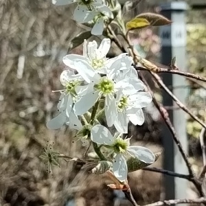 ジューンベリー