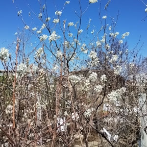 ジューンベリー