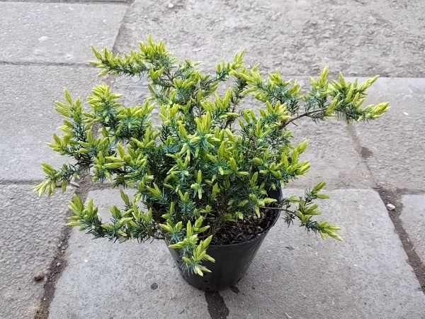 ジュニペルス サンフラワー